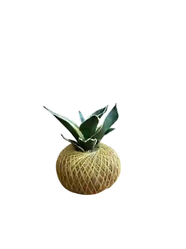 Kokedama Mini Sanseviera