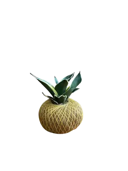 Kokedama Mini Sanseviera