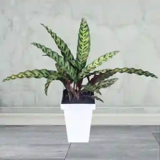 Planta Calathea Insignis En Matera Blanca