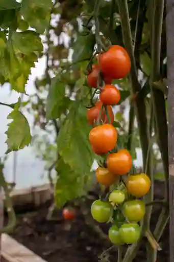 Tomate Cherry