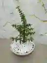 Bonsái Monedita Jade