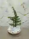 Bonsái Monedita Jade