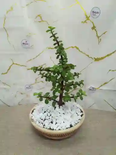 Bonsái Monedita Jade