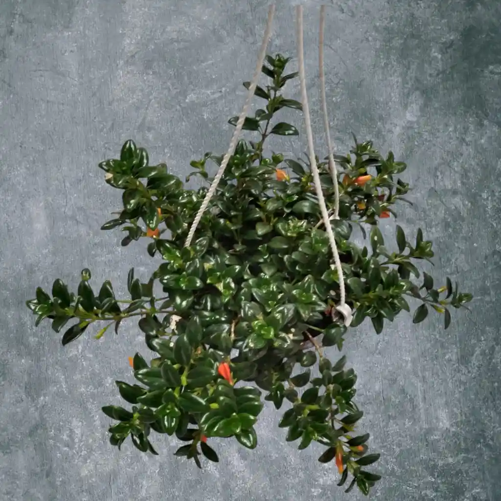 Planta Pececito En Matera Blanca