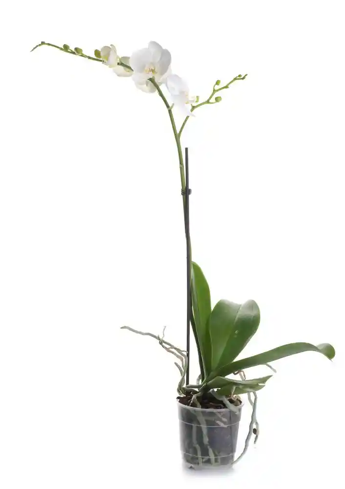 Orquidea Grande Pote 12 Phalaenopsis 1 Vara Floral