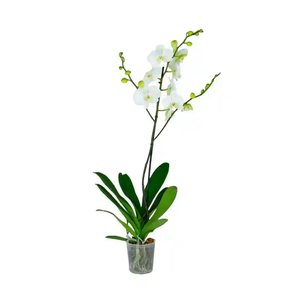 Orquidea Grande Pote 12 Phalaenopsis 1 Vara Floral