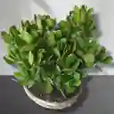 Bonsai Grande Jade Macho