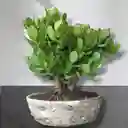 Bonsai Grande Jade Macho