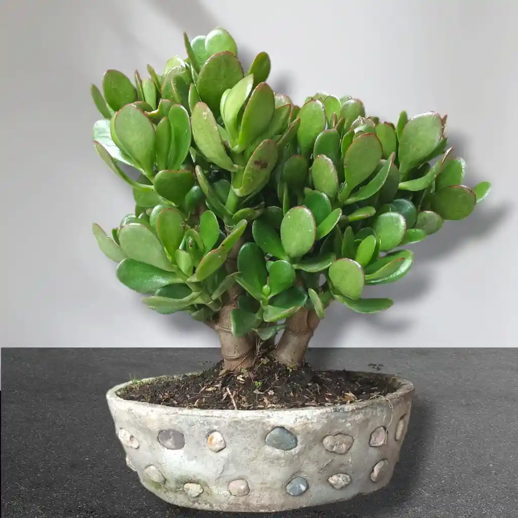 Bonsai Grande Jade Macho