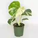 Monstera Deliciosa Variegada