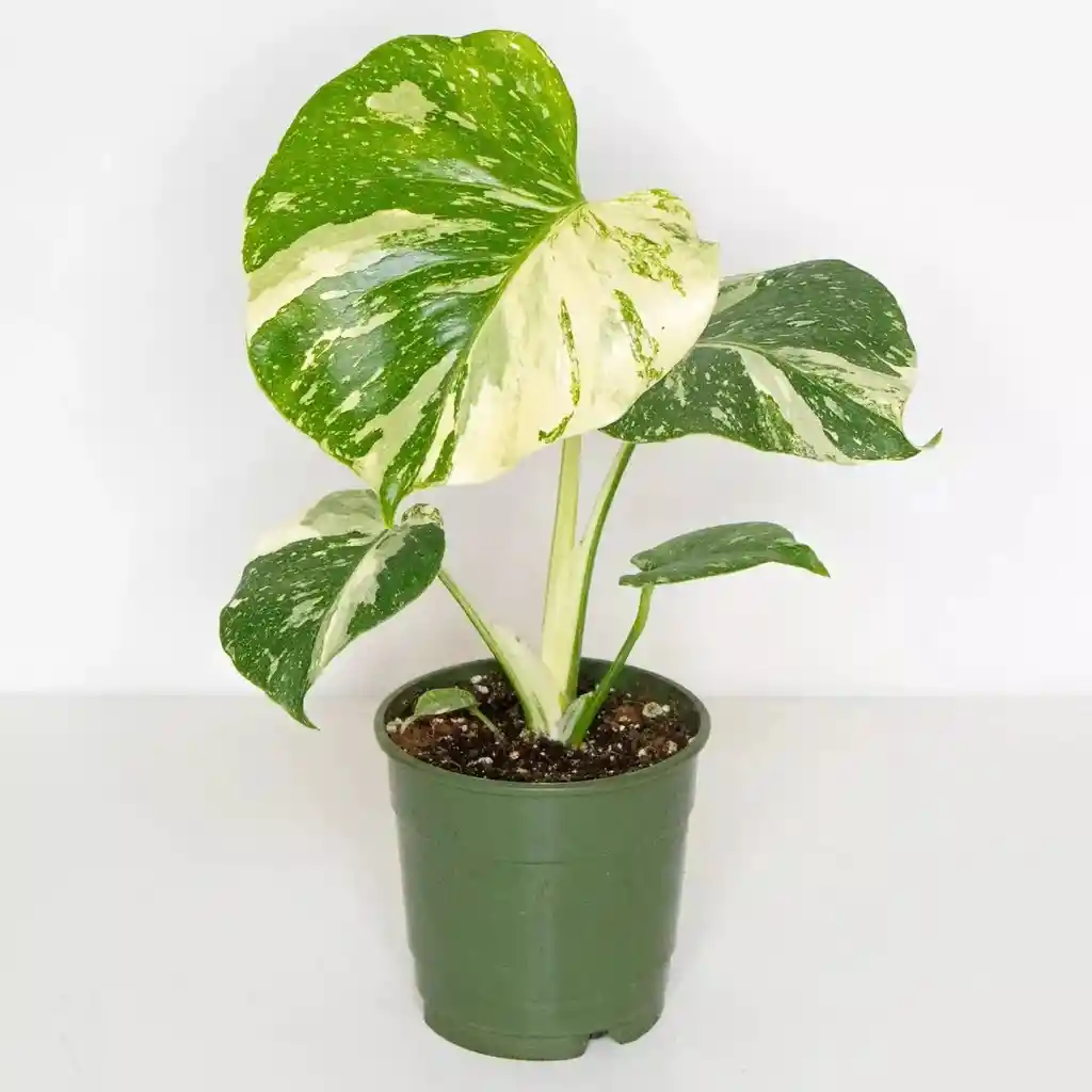 Monstera Deliciosa Variegada