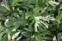 Monstera Deliciosa Variegada