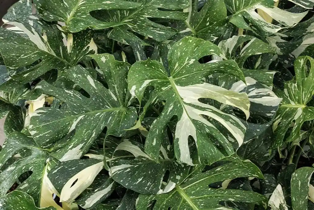 Monstera Deliciosa Variegada