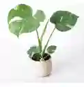 Monstera Deliciosa Variegada