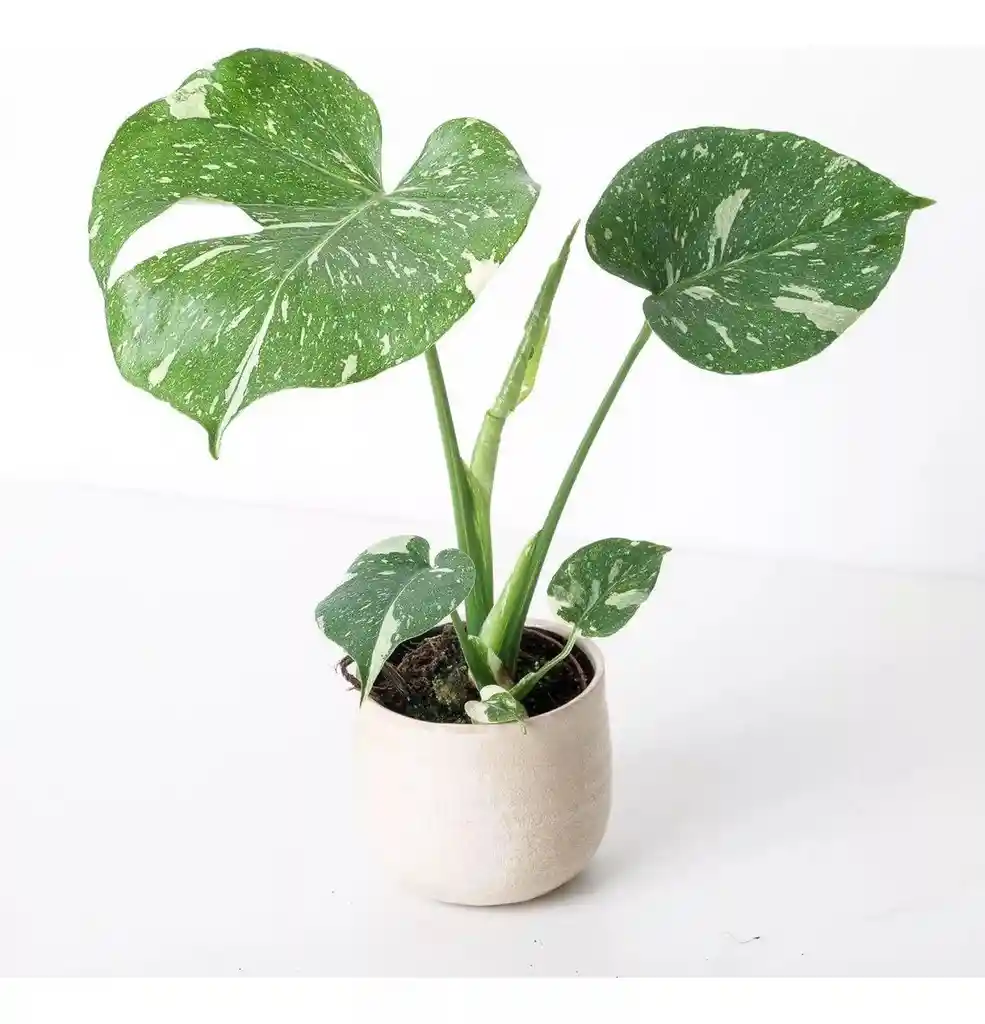 Monstera Deliciosa Variegada
