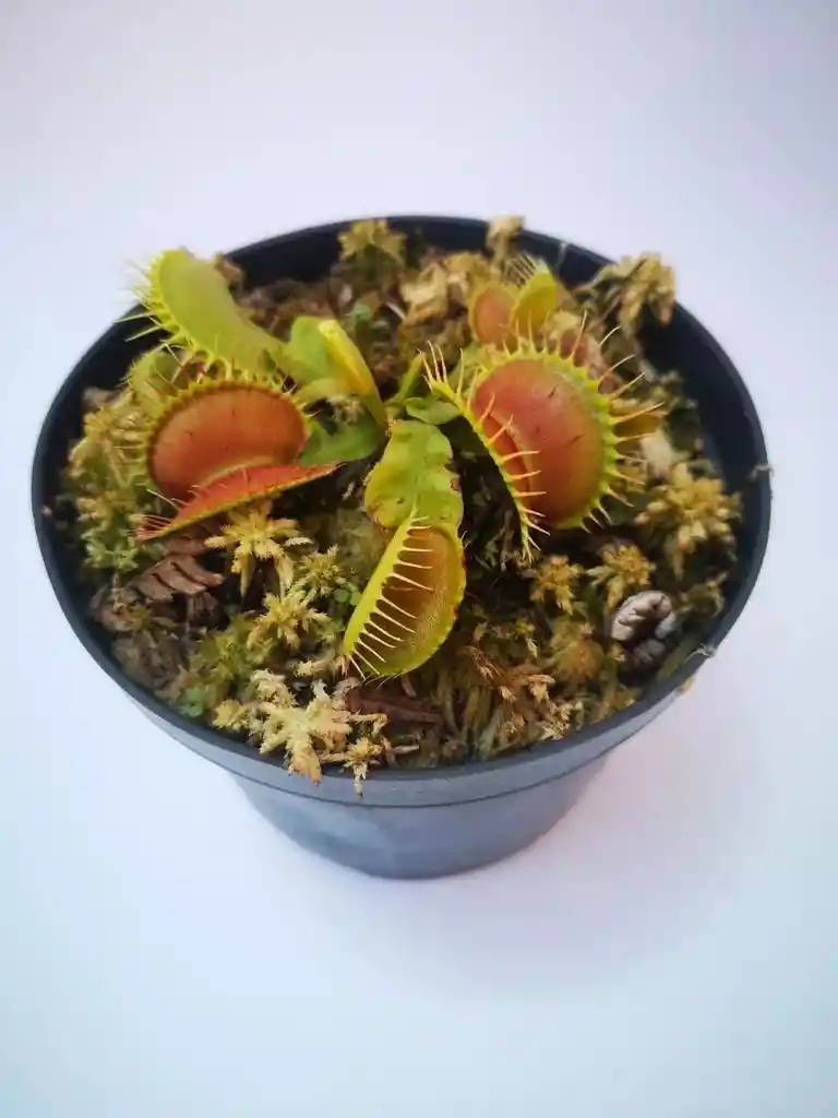 Planta Carnívora Venus Atrapamoscas Dionaea Muscipula