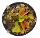 Planta Carnívora Venus Atrapamoscas Dionaea Muscipula