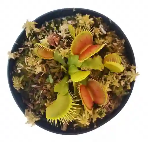 Planta Carnívora Venus Atrapamoscas Dionaea Muscipula