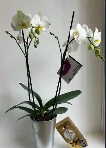 Orquidea Phalaenopsis Blanca Con Ferrero