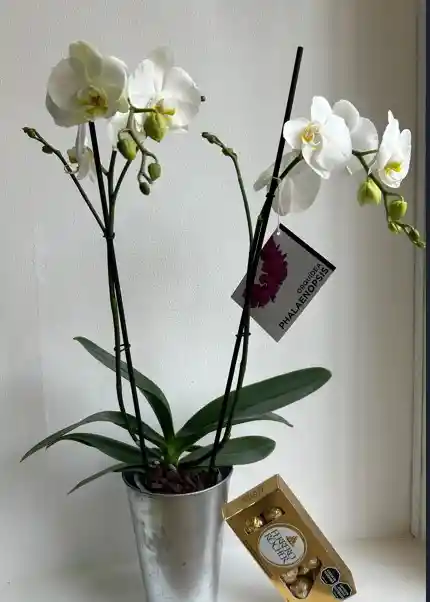 Orquidea Phalaenopsis Blanca Con Ferrero