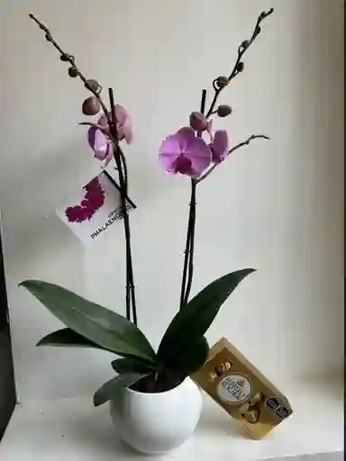 Orquidea Phalalaenopsis Con Ferrero