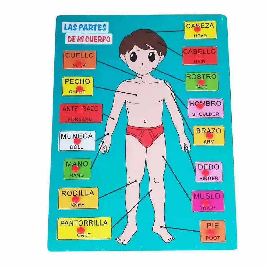 Juego Madera Partes Del Cuerpo En Ingles Encastre Niño