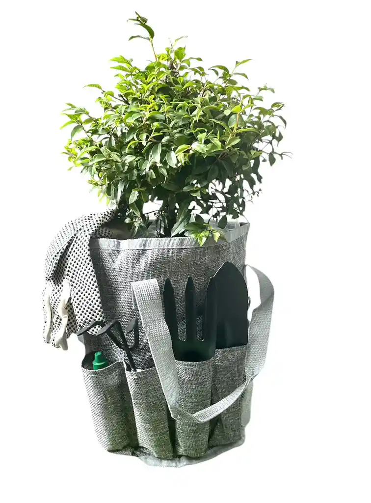 Kit Para Para Sembrar En Casa Incluye Bonsai Para Sembrar