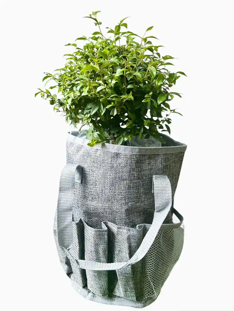 Kit Para Para Sembrar En Casa Incluye Bonsai Para Sembrar