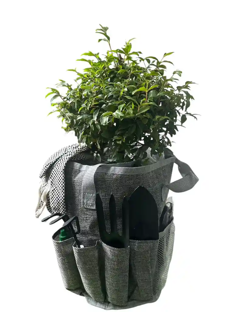 Kit Para Para Sembrar En Casa Incluye Bonsai Para Sembrar