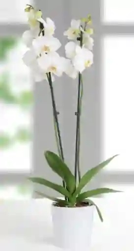 Orquidea Phalaenopsis