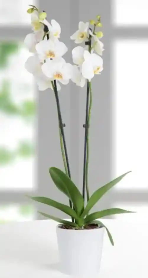 Orquidea Phalaenopsis