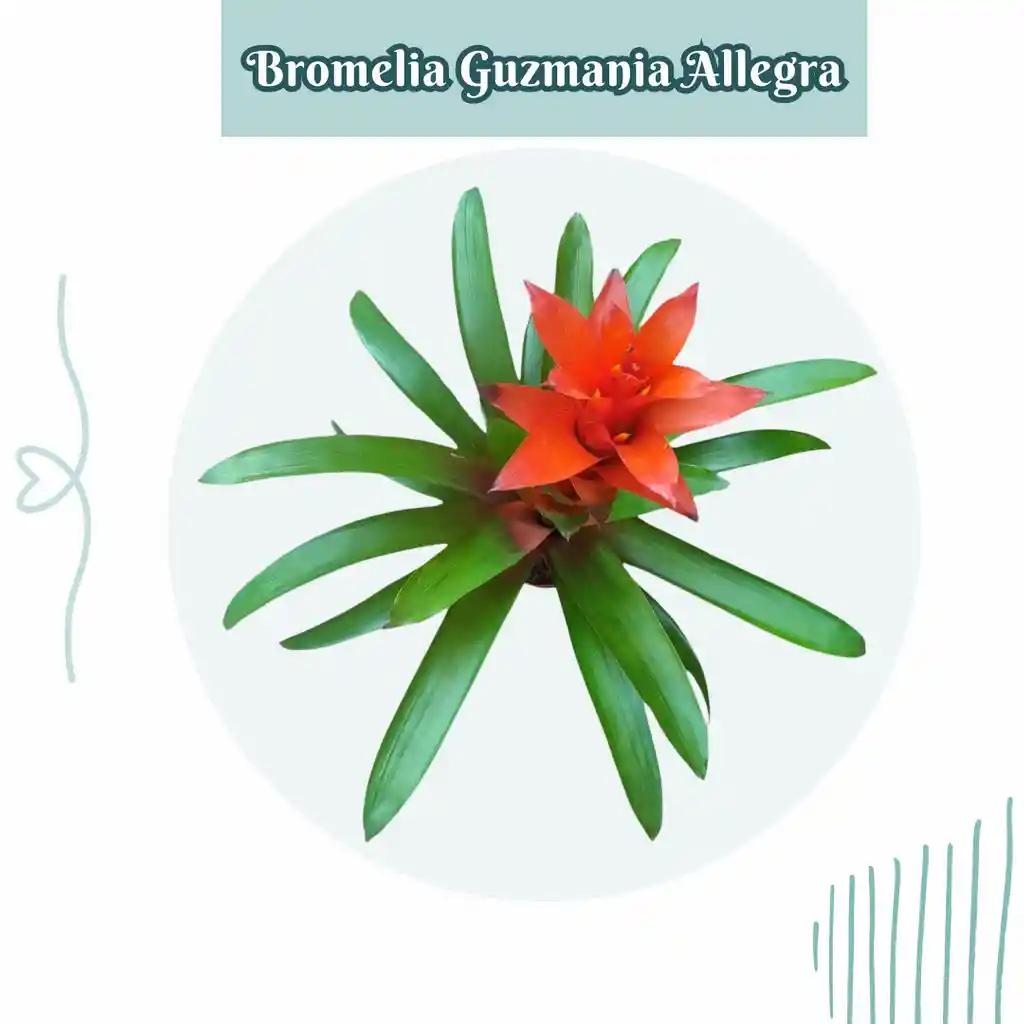 Bromelia Guzmania Allegra En Maceta De Cultivo