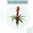 Bromelia Guzmania Allegra En Maceta De Cultivo