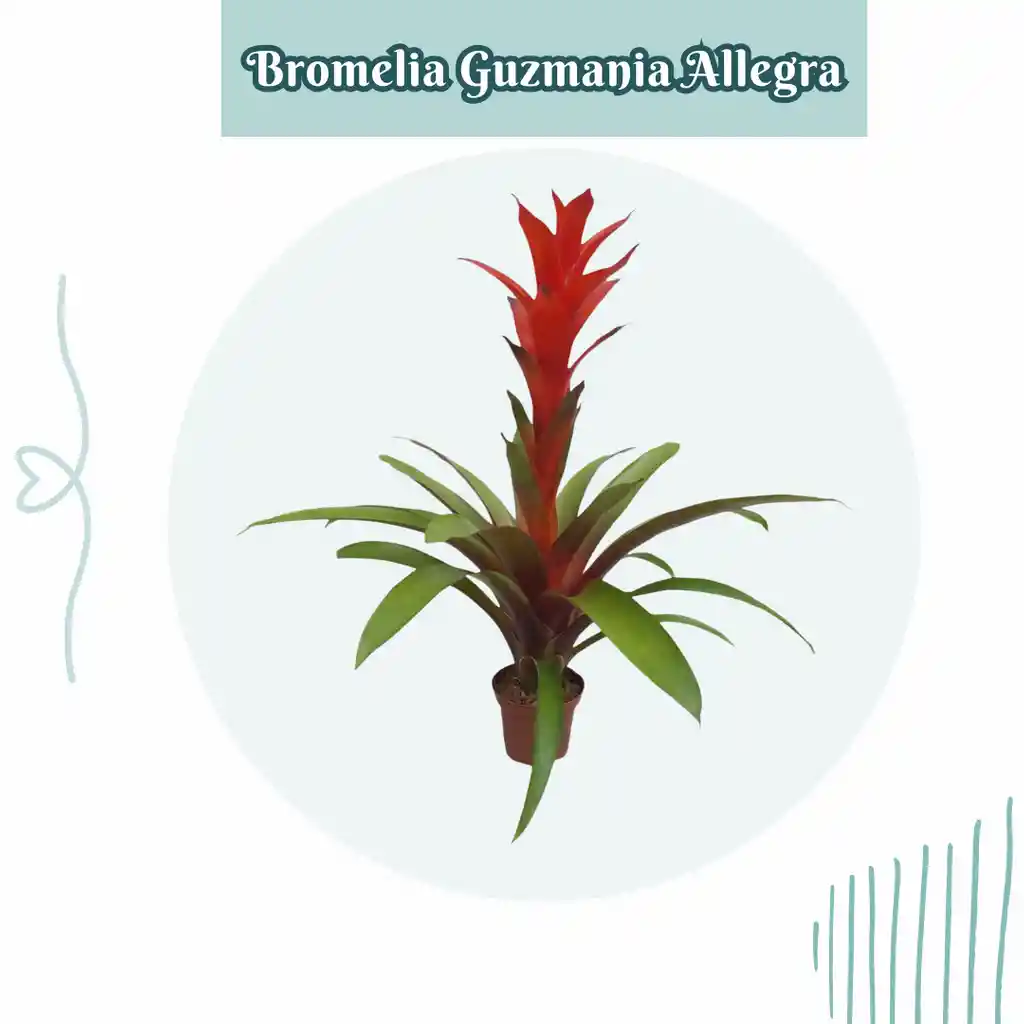 Bromelia Guzmania Allegra En Maceta De Cultivo