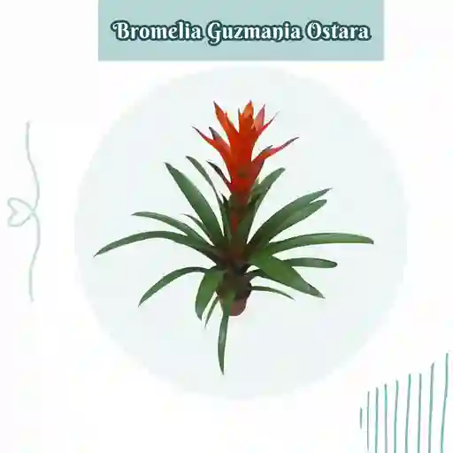 Bromelia Guzmania Ostara En Maceta De Cultivo