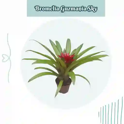 Bromelia Guzmania Sky En Maceta De Cultivo