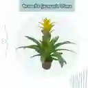 Bromelia Guzmania Diana En Maceta De Cultivo