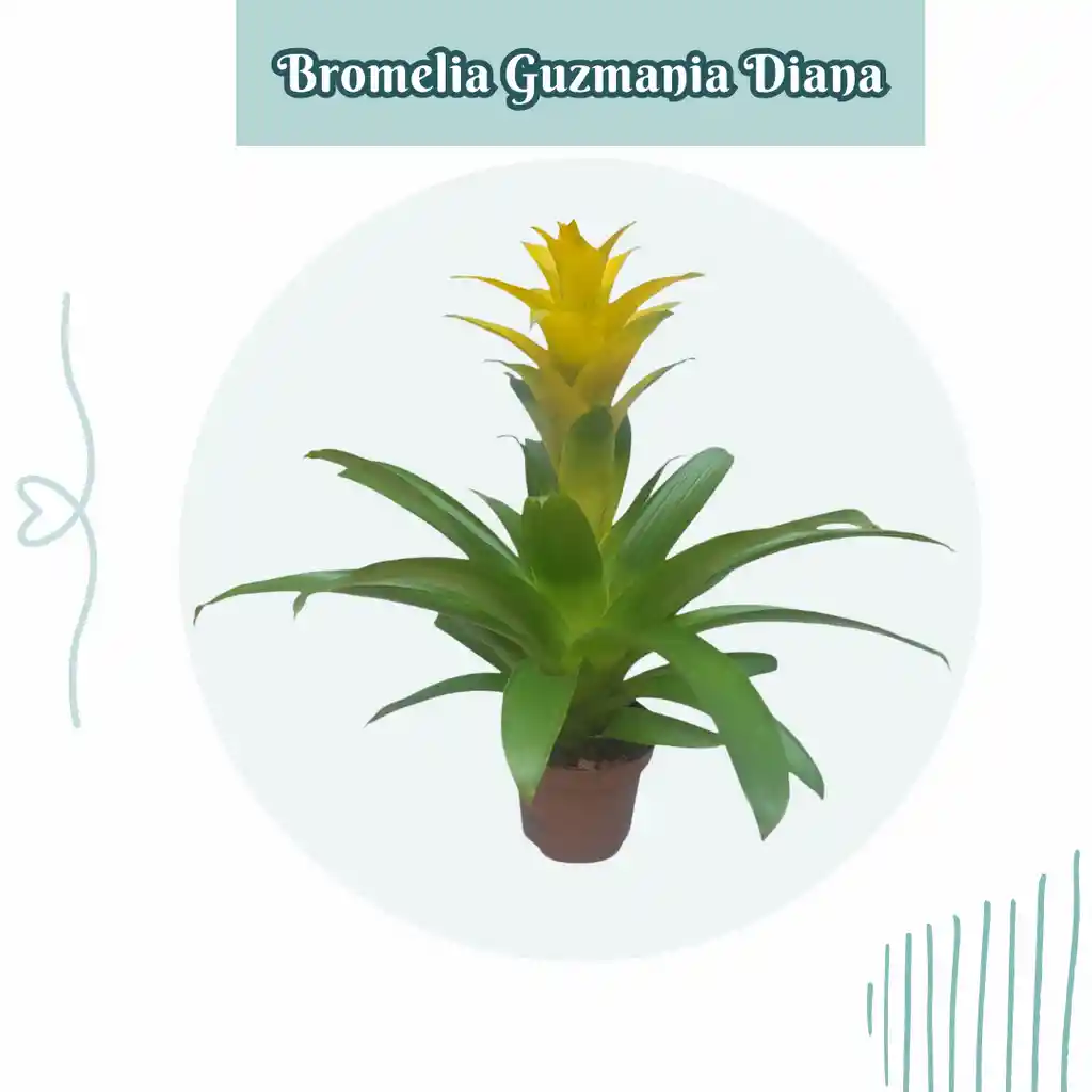 Bromelia Guzmania Diana En Maceta De Cultivo