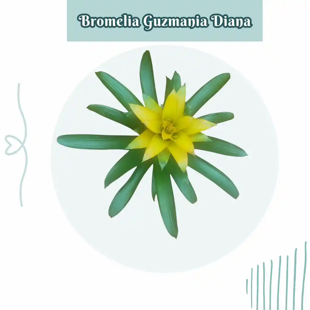 Bromelia Guzmania Diana En Maceta De Cultivo