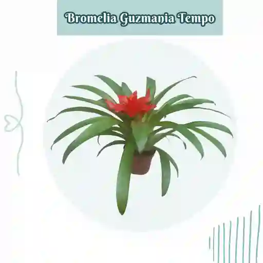 Bromelia Guzmania Tempo En Maceta De Cultivo