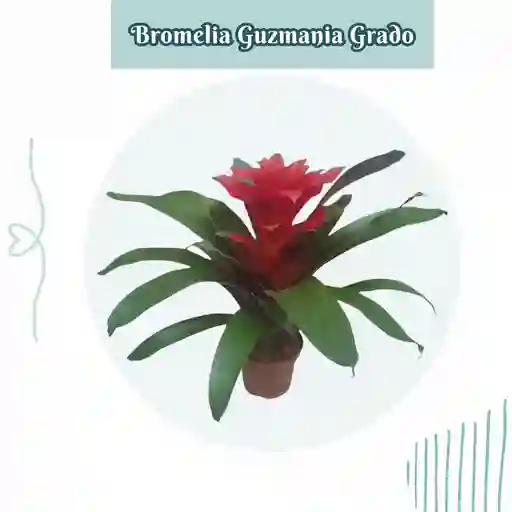 Bromelia Guzmania Grado En Maceta De Cultivo