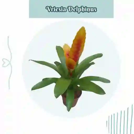 Bromelia Vriesia Delphinus En Maceta De Cultivo