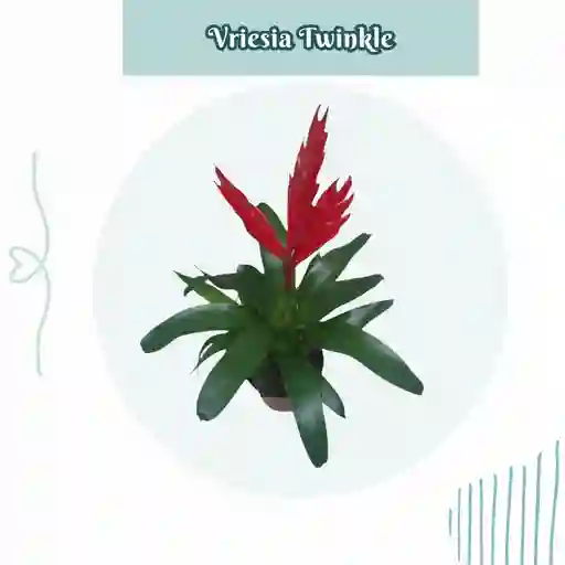 Bromelia Vriesia Twinkle En Maceta De Cultivo