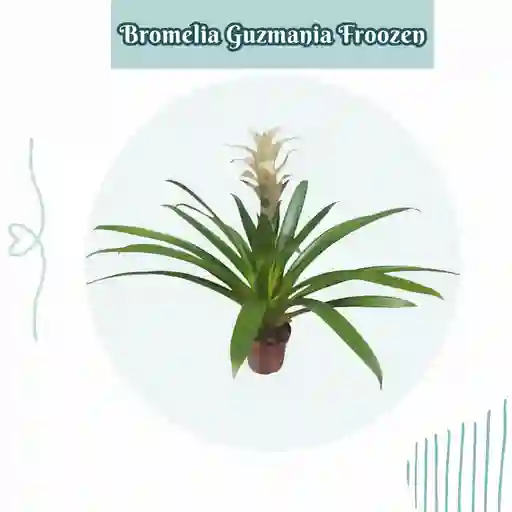 Bromelia Guzmania Froozen En Maceta De Cultivo