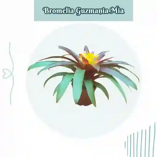 Bromelia Guzmania Mia En Maceta De Cultivo