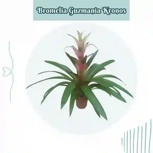 Bromelia Guzmania Kronos En Maceta De Cultivo