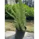 Planta De Romero En Bolosa
