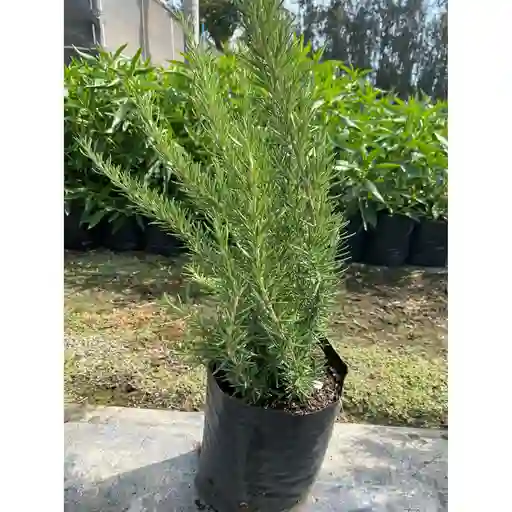 Planta De Romero En Bolosa