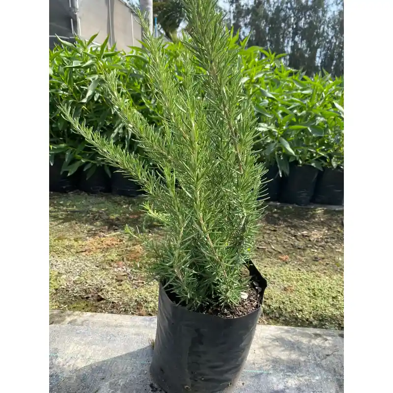 Planta De Romero En Bolosa