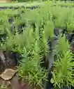 Planta De Romero En Bolosa